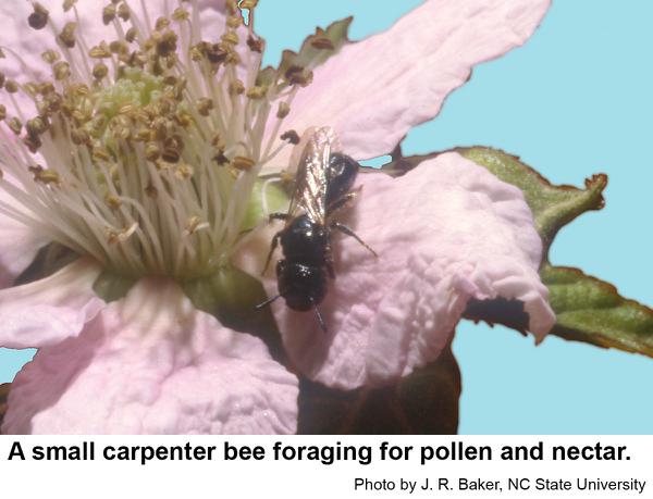 Thumbnail image for Small Carpenter Bees